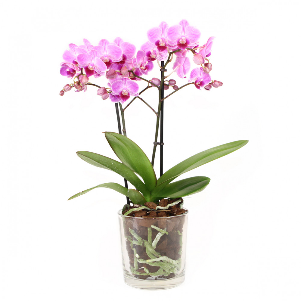 Orkide i glasskjuler