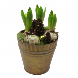 Hyacint tilplantning